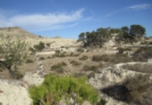Non-developable land for sale on España, Aspe, ref: TR119655 photo
