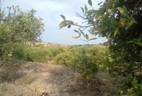 Foto 15