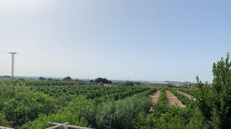 Alicante - Albatera - 16000m2