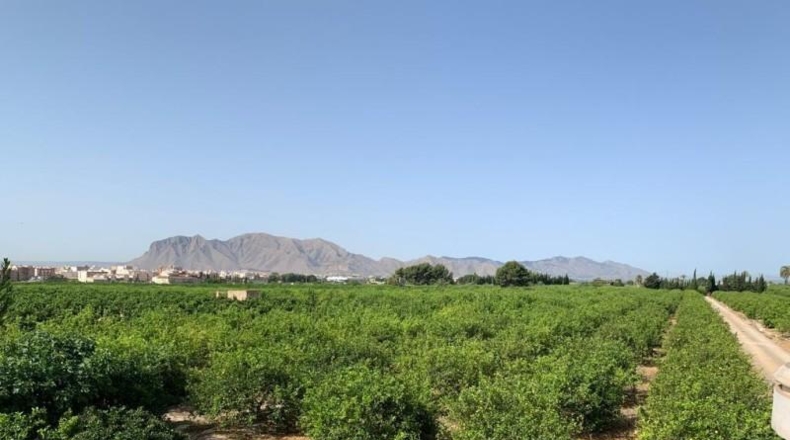 Alicante - Albatera - 16000m2
