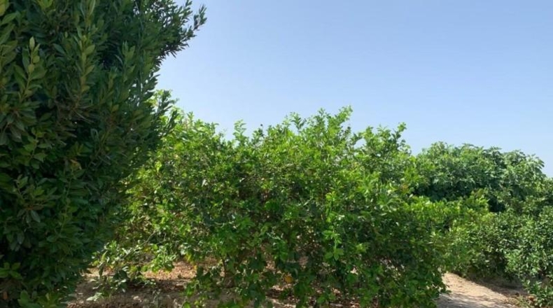 Alicante - Albatera - 16000m2