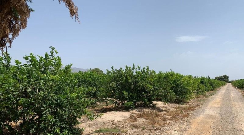 Alicante - Albatera - 16000m2