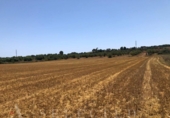Non-developable land for sale on España, Manacor, ref: TR113127 photo