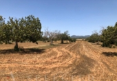 Non-developable land for sale on España, Manacor, ref: TR113127 photo