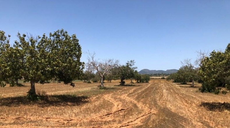 Balearic Islands - Manacor - 22169m2
