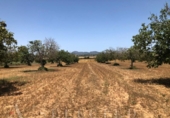 Non-developable land for sale on España, Manacor, ref: TR113127 photo