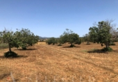 Non-developable land for sale on España, Manacor, ref: TR113127 photo