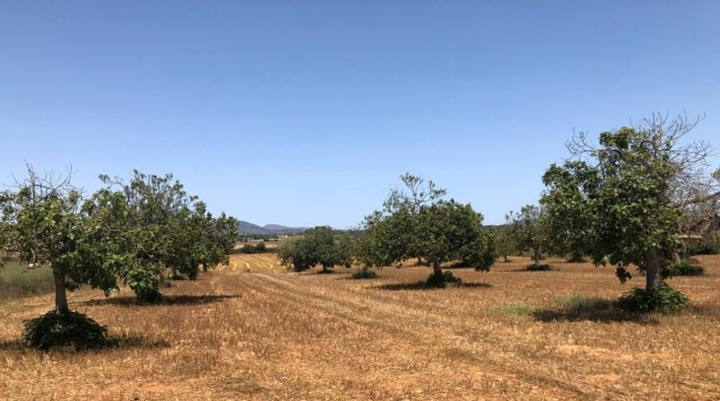 Balearic Islands - Manacor - 22169m2