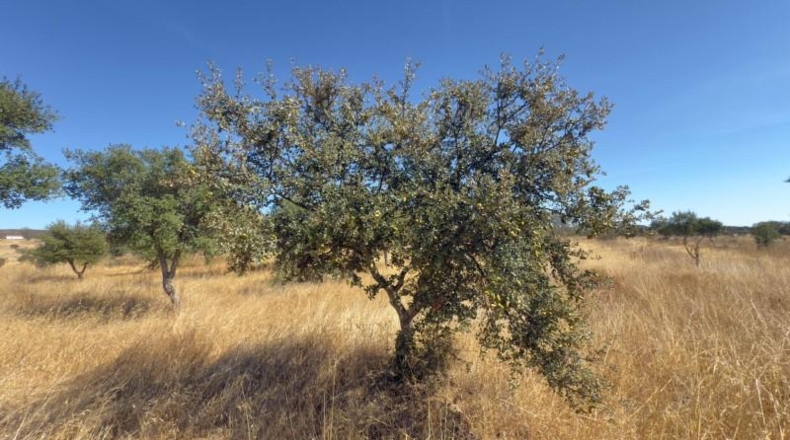 Huelva - Alosno - 230000m2