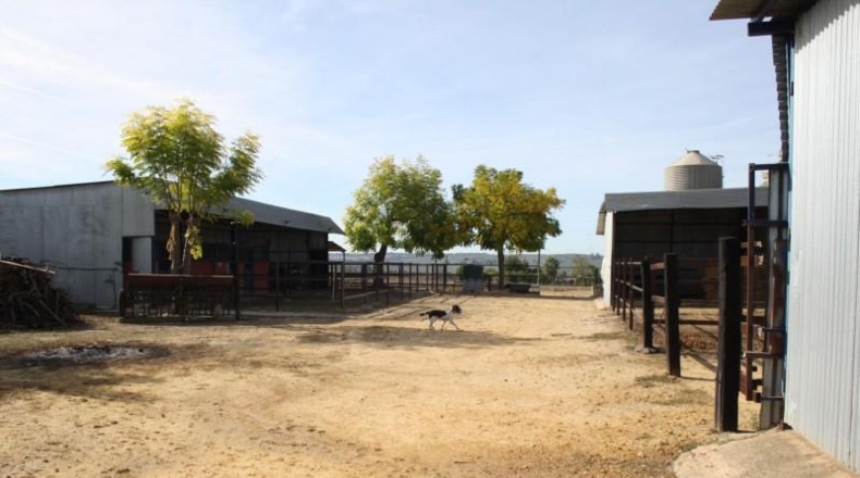 Sevilla - Carrión de los Céspedes - 6000m2
