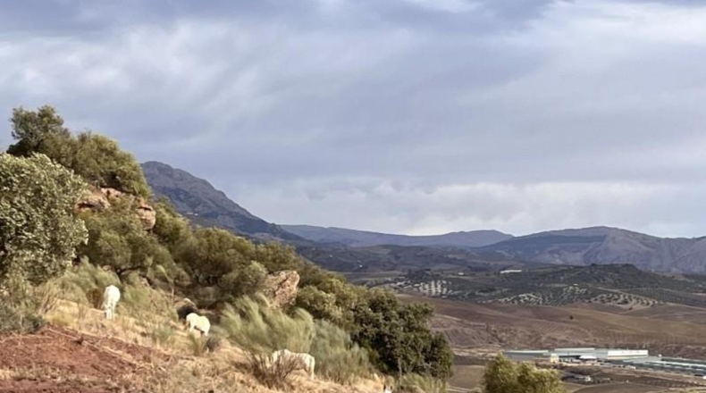 Málaga - Casabermeja - 30000m2