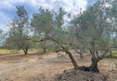 Casa de camp amb terreny en venda a la España, el Perelló, ref.: TR161427 foto