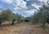 Casa de camp amb terreny en venda a la España, el Perelló, ref.: TR161427 foto