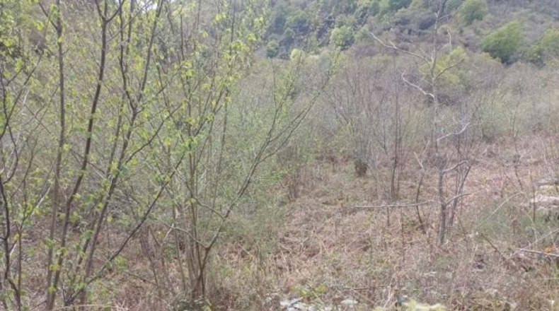 Cantàbria - Cosío - 49000m2