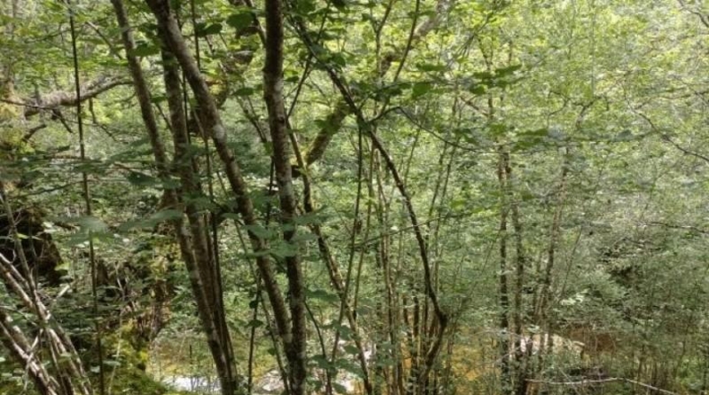 Cantàbria - Cosío - 49000m2