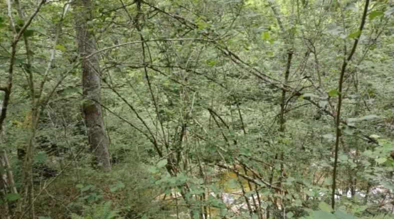 Cantàbria - Cosío - 49000m2