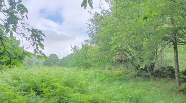 Cantàbria - Cosío - 49000m2
