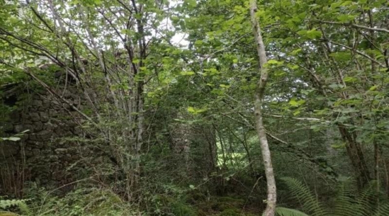 Cantàbria - Cosío - 49000m2