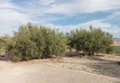 Casa de camp amb terreny en venda a la España, Lorca, ref.: TR174962 foto