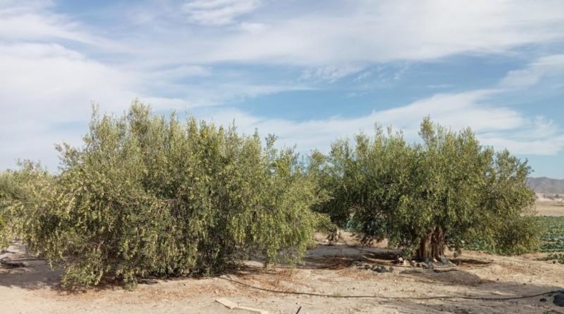 Murcia - Lorca - 12900m2