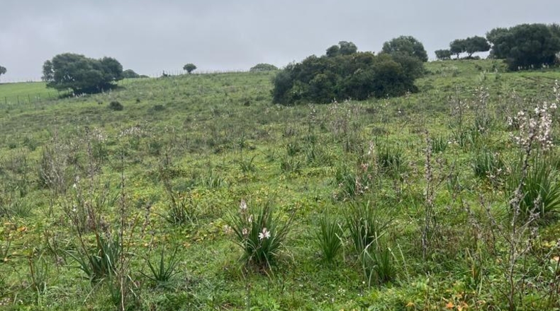 Cádiz - Barbate - 37000m2