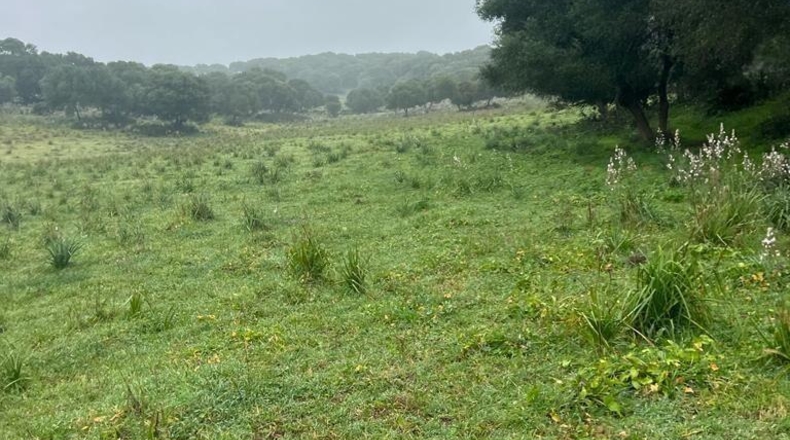 Cádiz - Barbate - 37000m2