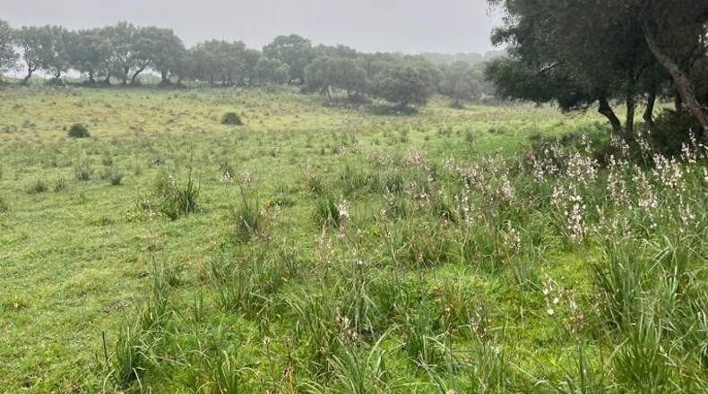 Cádiz - Barbate - 37000m2
