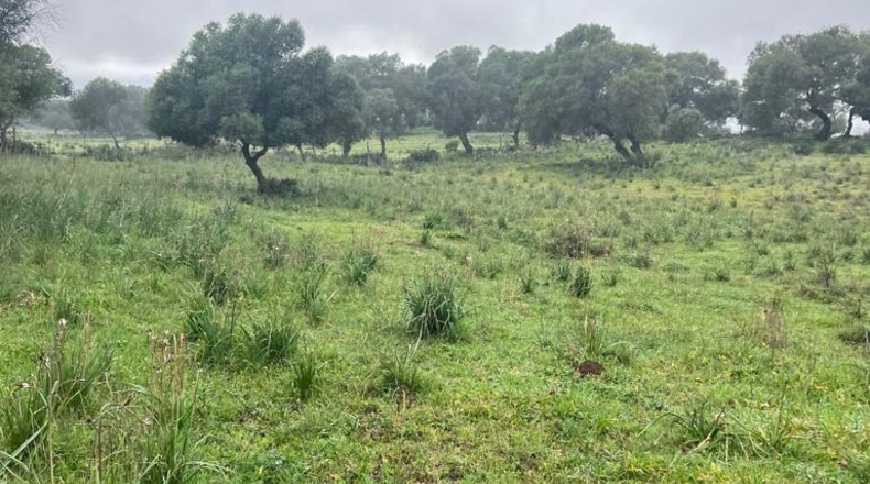 Cádiz - Barbate - 37000m2
