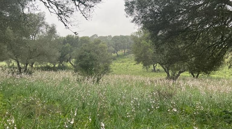 Cádiz - Barbate - 37000m2