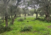Terreny no urbanitzable en venda a la España, Barbate, ref.: TR121390 foto