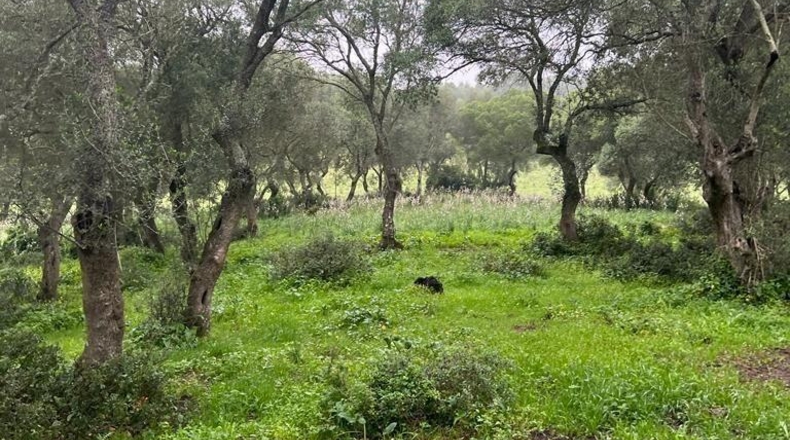 Cádiz - Barbate - 37000m2