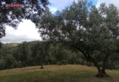 Chalet independiente con terreno en venta en la España, Villanueva de Córdoba, ref: TR235636 foto