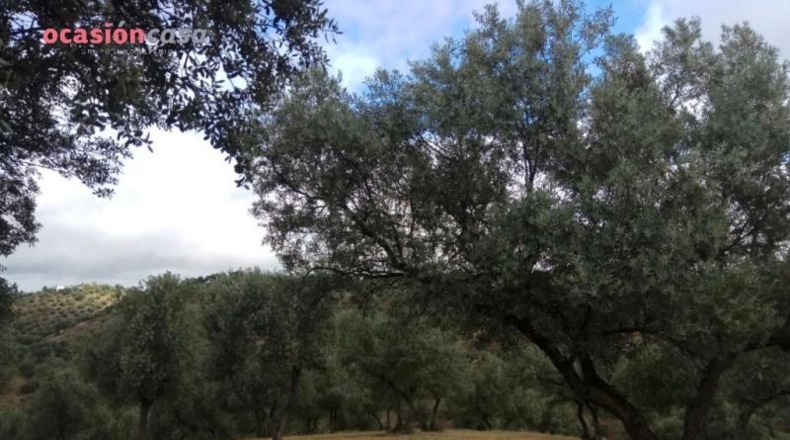 Córdoba - Villanueva de Córdoba - 310000m2