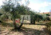 Land suitable for development for sale on España, Jaraíz de la Vera, ref: TR223258 photo