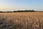 Non-developable land for sale on España, Ariany, ref: TR312253 photo