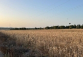 Non-developable land for sale on España, Ariany, ref: TR312253 photo