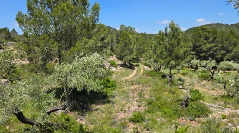 Tarragona - Tivissa - 144380m2