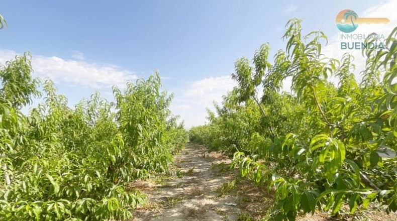 Murcia - Mazarrón - 44000m2