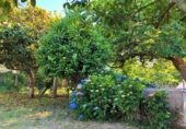 Country house with land for sale on España, O Pazo de Meis, ref: TR145993 photo