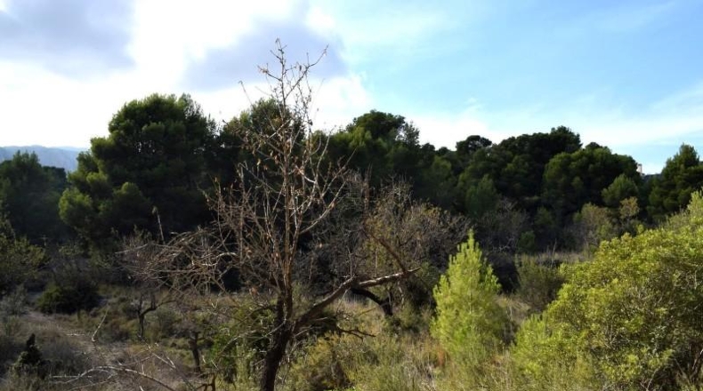 Alicante - Calpe - 11300m2