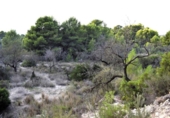 Non-developable land for sale on España, Calpe, ref: TR340255 photo