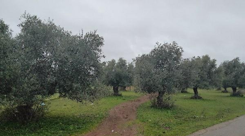 Cadiz - Puerto Serrano - 28818m2