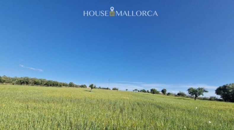 Illes Balears - Ariany - 50m2