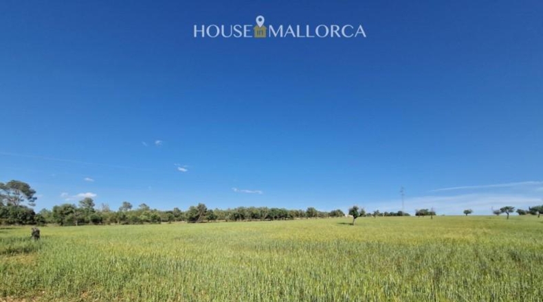 Illes Balears - Ariany - 50m2