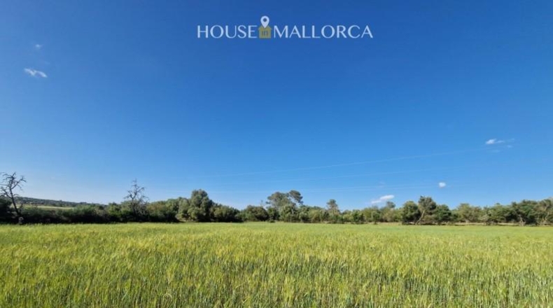 Illes Balears - Ariany - 50m2