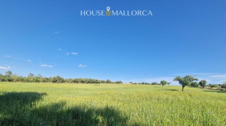 Illes Balears - Ariany - 50m2