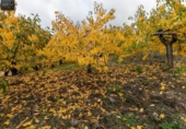 Non-developable land for sale on España, Güéjar Sierra, ref: TR236300 photo