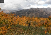 Non-developable land for sale on España, Güéjar Sierra, ref: TR236300 photo