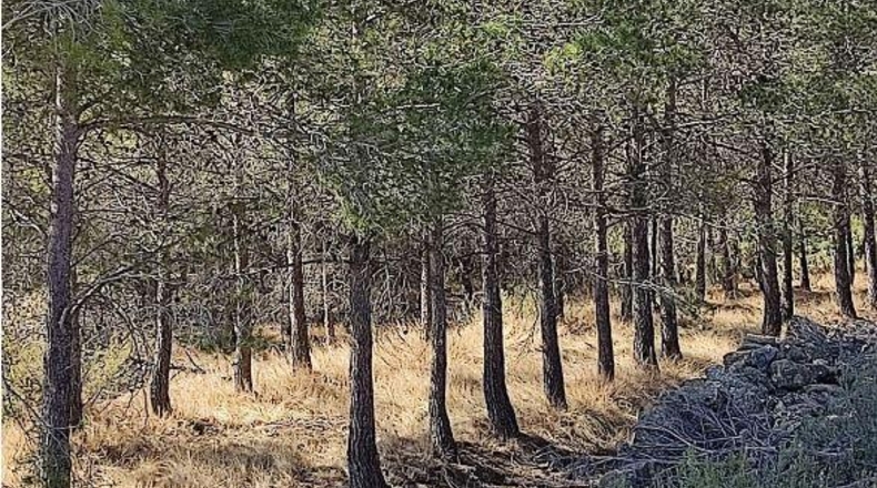 Castellón - Zucaina - 1300000m2