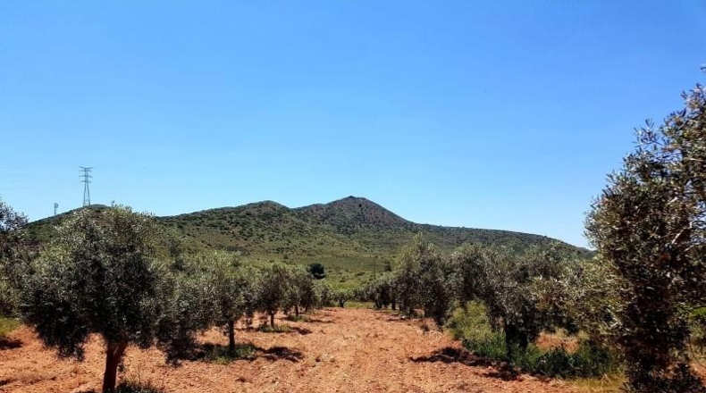 Murcia - Fuente Álamo de Murcia - 318m2